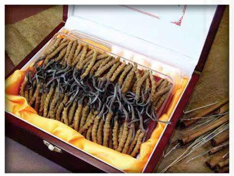 惠阳冬虫夏草回收